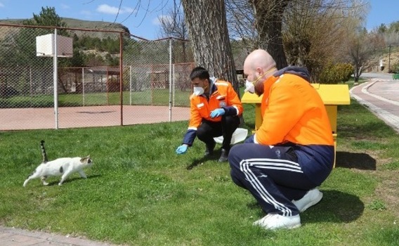 Sivas Belediyesi sokak hayvanlarını unutmadı