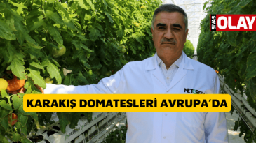 Karakış domatesleri Avrupa’da