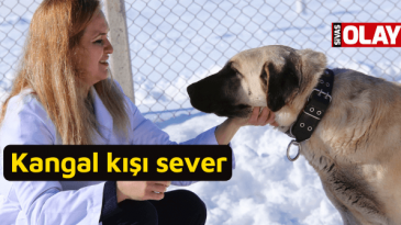 Kangal kışı sever