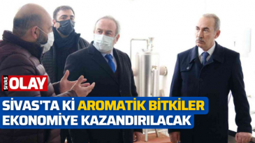 Sivas’ta ki aromatik bitkiler ekonomiye kazandırılacak