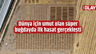 Dünya için umut olan süper buğdayda ilk hasat gerçekleşti