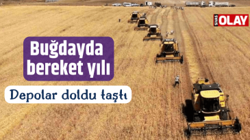 Buğdayda bereket yılı!