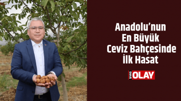 Anadolu’nun En Büyük Ceviz Bahçesinde İlk Hasat