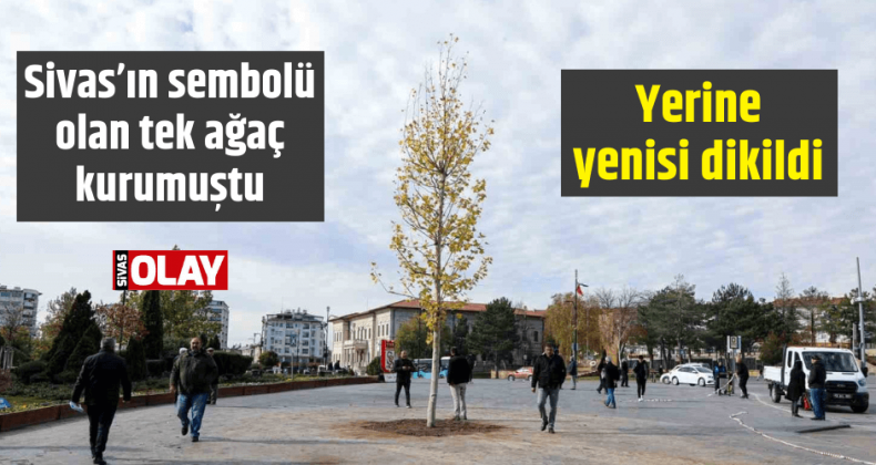 Sivas’ın sembolü olan tek ağaç kurumuştu, yerine yenisi dikildi