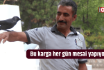 Bu karga her gün mesai yapıyor