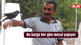 Bu karga her gün mesai yapıyor