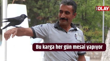 Bu karga her gün mesai yapıyor