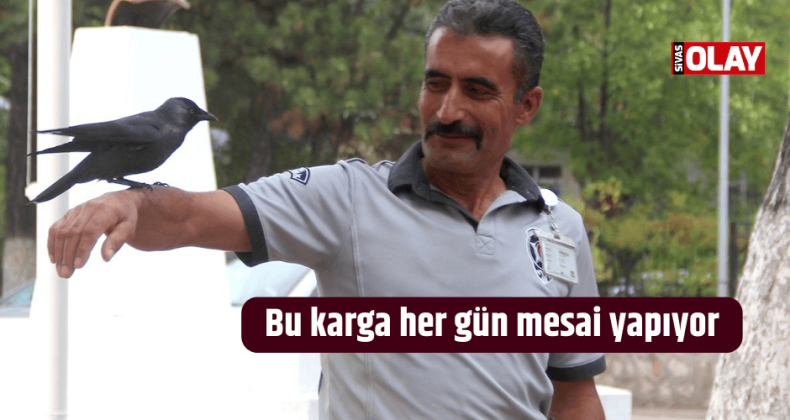 Bu karga her gün mesai yapıyor