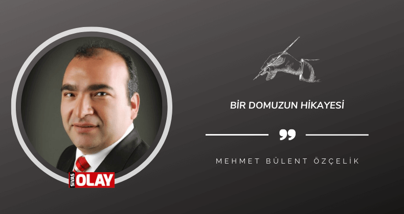 Bir domuzun hikayesi