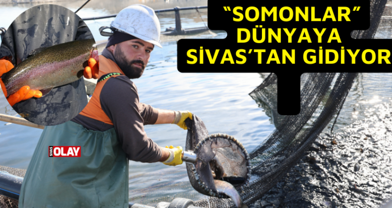 – Dünyaya pazarlanan somonlar denize kıyısı olmayan Sivas’ta olgunlaşıyor