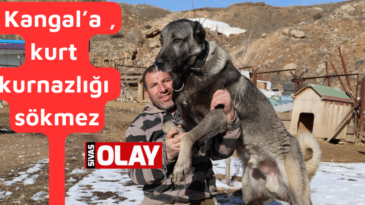 “Kangal,hileyi affetmez “