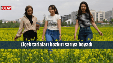 Çiçek tarlaları bozkırı sarıya boyadı