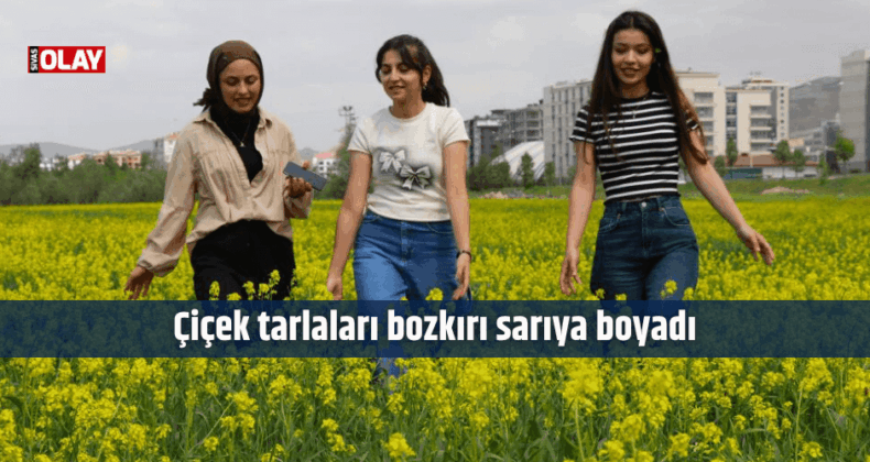 Çiçek tarlaları bozkırı sarıya boyadı