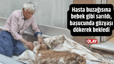 Hasta buzağısına bebek gibi sarıldı, başucunda gözyaşı dökerek bekledi