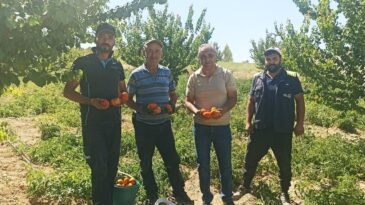 Kayısı meyve vermedi, üretici bahçesine ata tohumu domates ekti