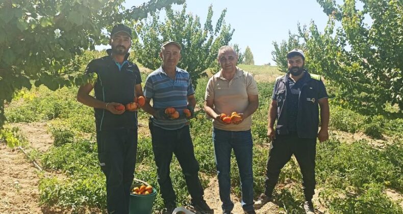 Kayısı meyve vermedi, üretici bahçesine ata tohumu domates ekti