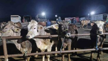 İç Anadolu’nun en büyük hayvan pazarında yoğun kurban mesaisi başladı