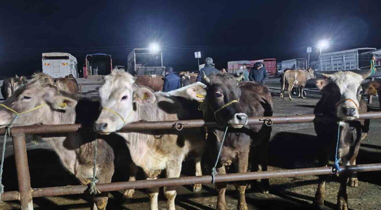 İç Anadolu’nun en büyük hayvan pazarında yoğun kurban mesaisi başladı