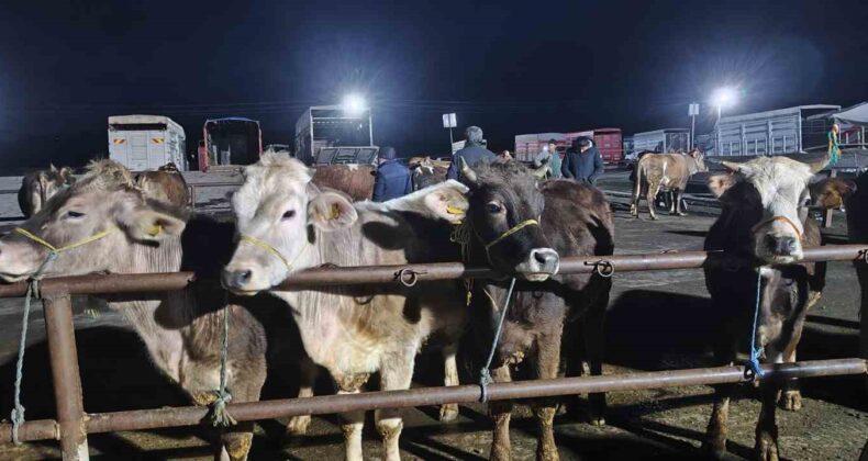 İç Anadolu’nun en büyük hayvan pazarında yoğun kurban mesaisi başladı