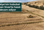 Türkiye’nin hububat ambarı Sivas’ta hasat devam ediyor