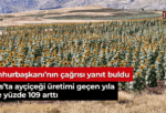 Sivas’ta ayçiçeği üretimi geçen yıla göre yüzde 109 arttı