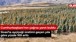 Sivas’ta ayçiçeği üretimi geçen yıla göre yüzde 109 arttı