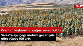 Sivas’ta ayçiçeği üretimi geçen yıla göre yüzde 109 arttı