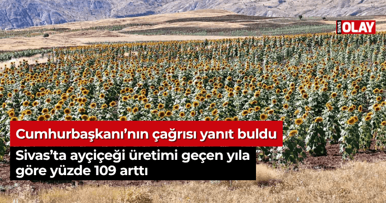 Sivas’ta ayçiçeği üretimi geçen yıla göre yüzde 109 arttı