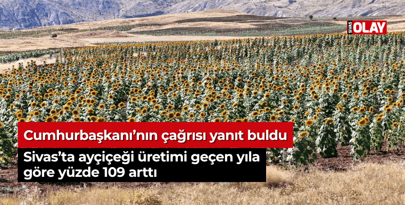 Sivas’ta ayçiçeği üretimi geçen yıla göre yüzde 109 arttı