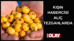 Kalbe,şekere,tansiyona faydalı